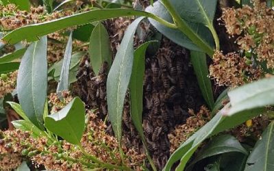 Bienenschwarm gefunden?