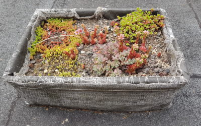 Buntes Garagendach durch Sedum