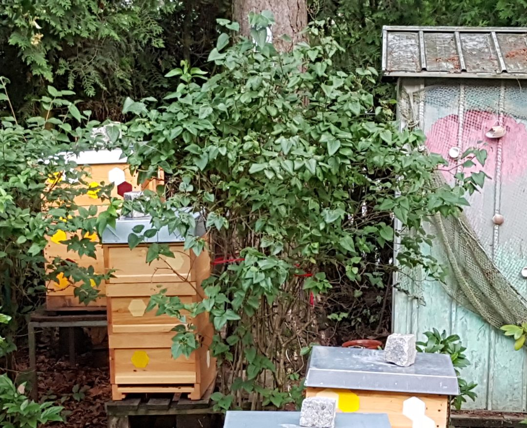 Eine wilde Ecke im Garten Germeringer Honig