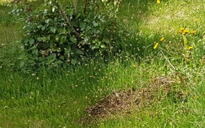 Bienenschwarm mitten in Germering