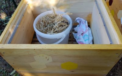 Bienen füttern