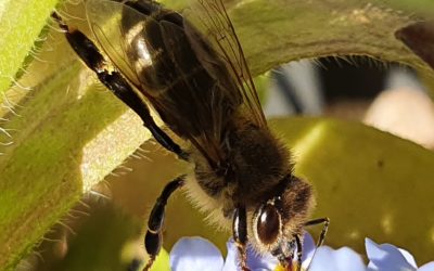 Trainierte Bienen erkennen Coronaviren