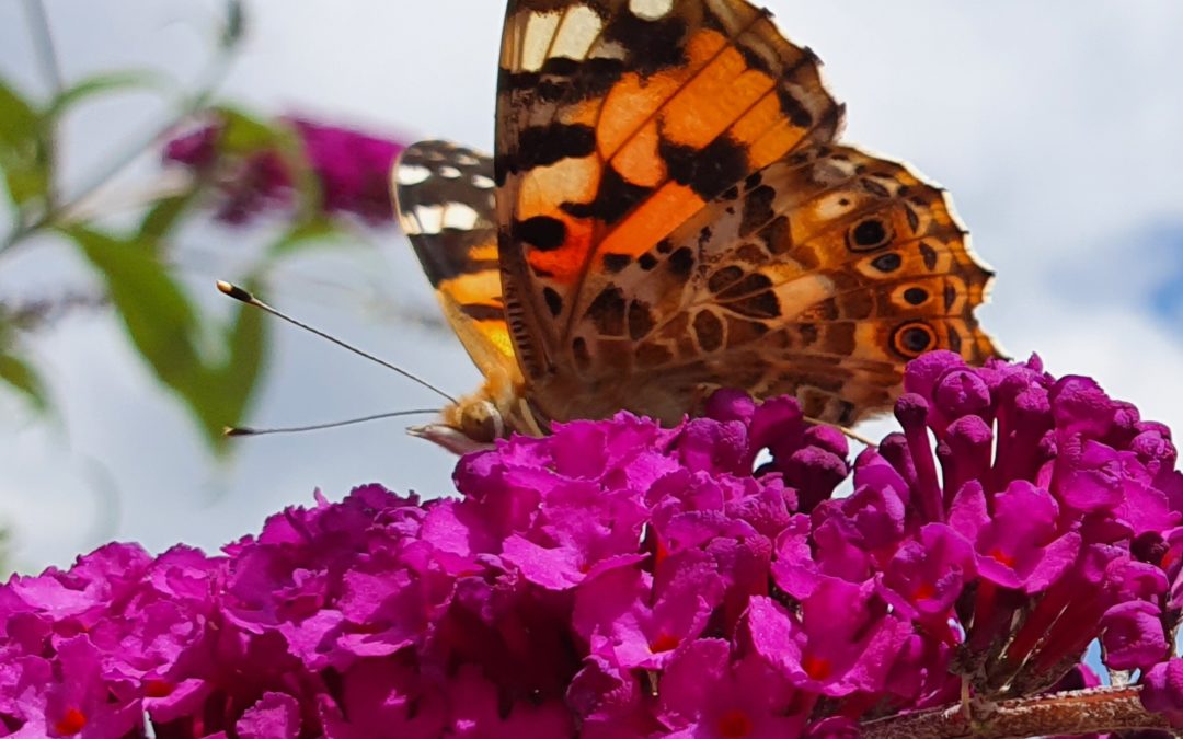 Schmetterlingssterben – ein vernachlässigtes Problem