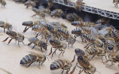 Da sind ganz viele Bienen