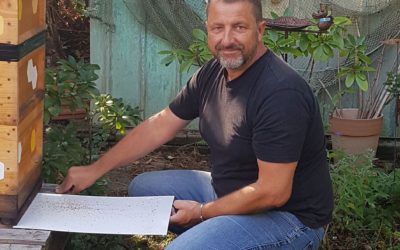 Sommer-Behandlung der Bienen gegen die Varroa-Milbe