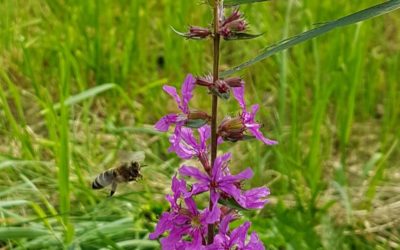 Pflanzen können Bestäuberinsekten hören und dann gezielt anlocken