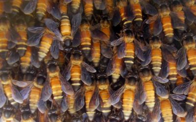 Feinstaub belastet auch Bienen