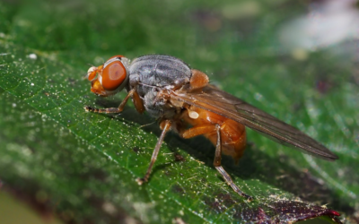 Schwebfliegen in Europa vom Aussterben bedroht