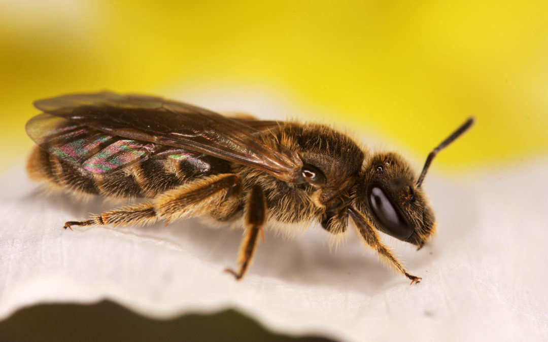 Beenome100 – Bienenschutz durch Genomanalyse