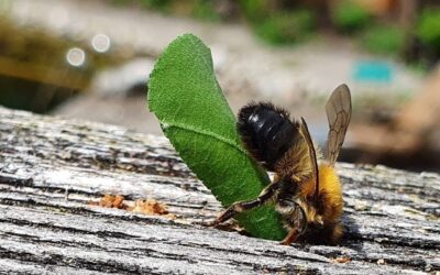 Wildbienen – Honigbienen – eine Konkurrenz?