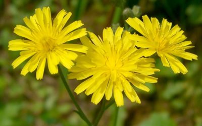 Blüten reagieren auf Bestäubung