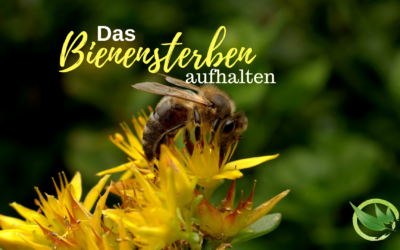 So wird Dein Garten zum Bienenparadies