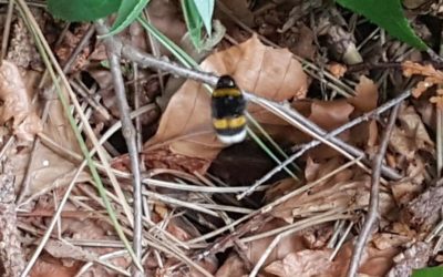 Eine wilde Ecke im Garten