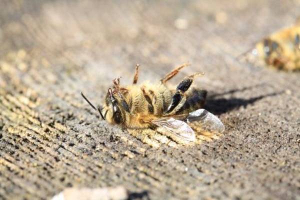Nicht die Honigbienen, die Wildbienen sterben aus.