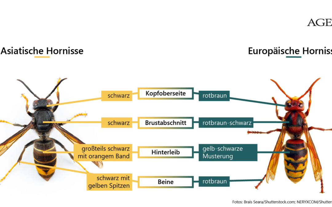 Beitrag des BRs zur Asiatischer Hornisse