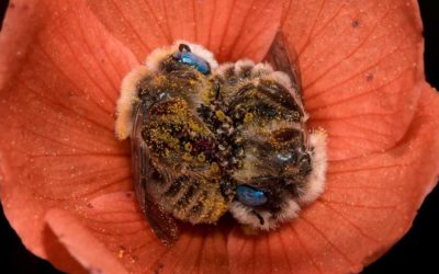 Bienen lernen im Schlaf